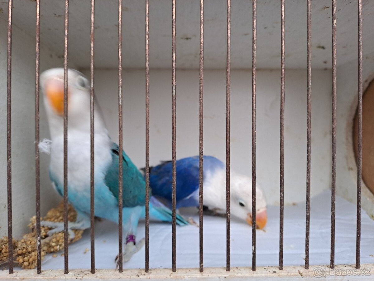 Agapornis fischeri - 2