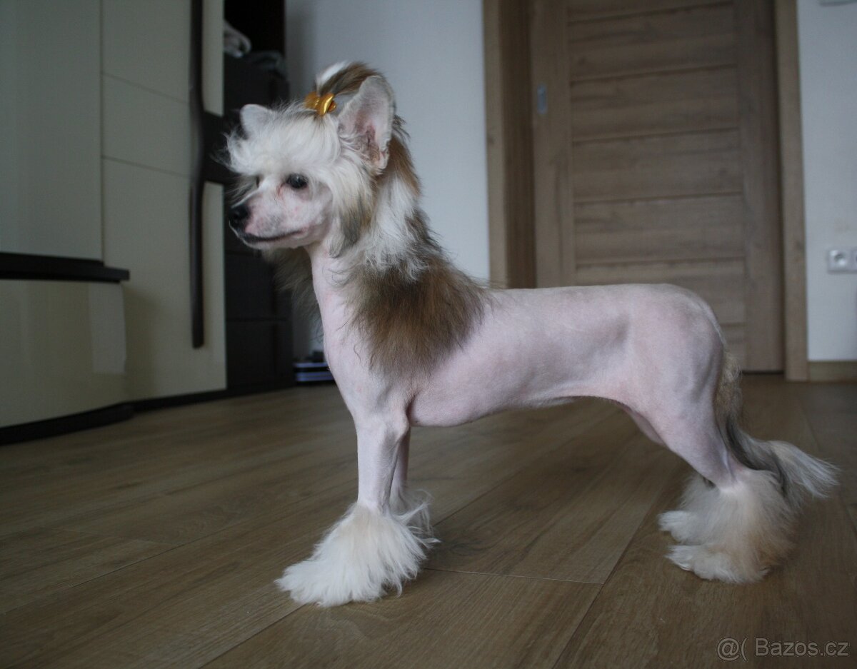 Čínský chocholatý pes s PP - 2