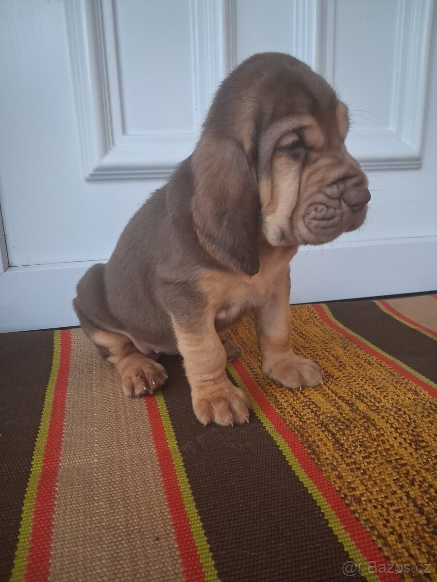 Bloodhound - 2