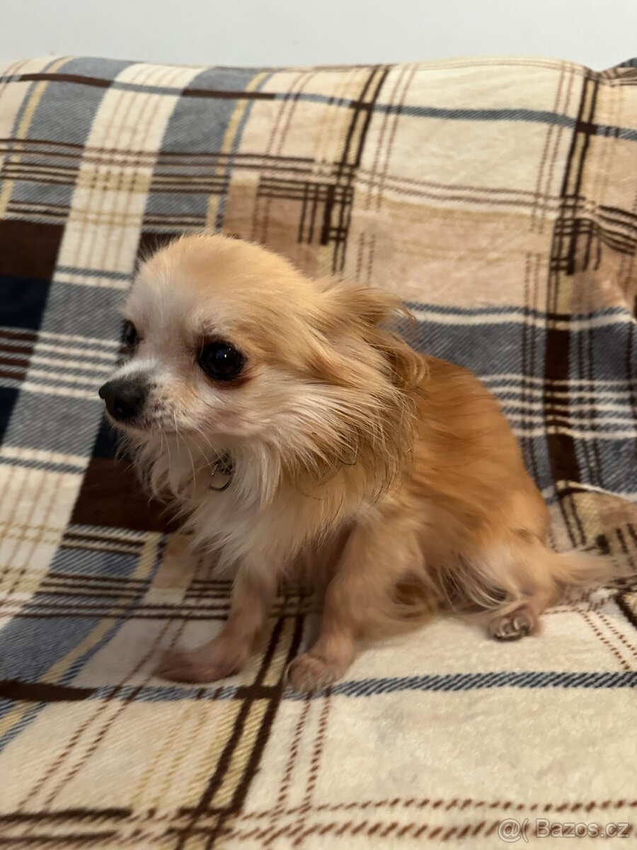 Dlouhosrstá čivava (kluk) - 2