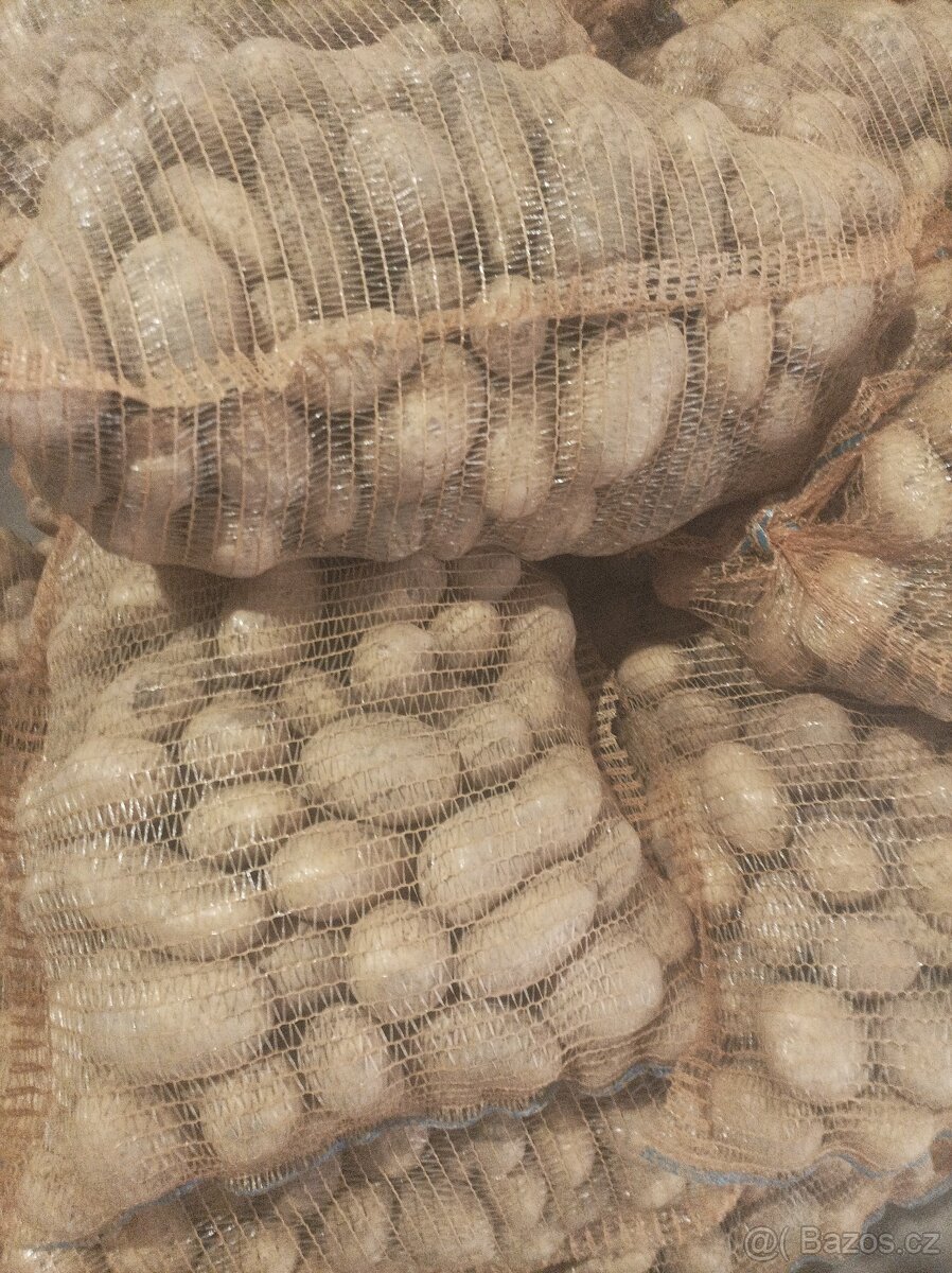 Konzumní brambory - 2