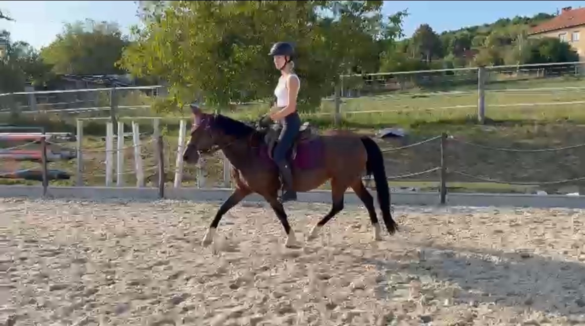 Kobylka Wesh part-bred - 2