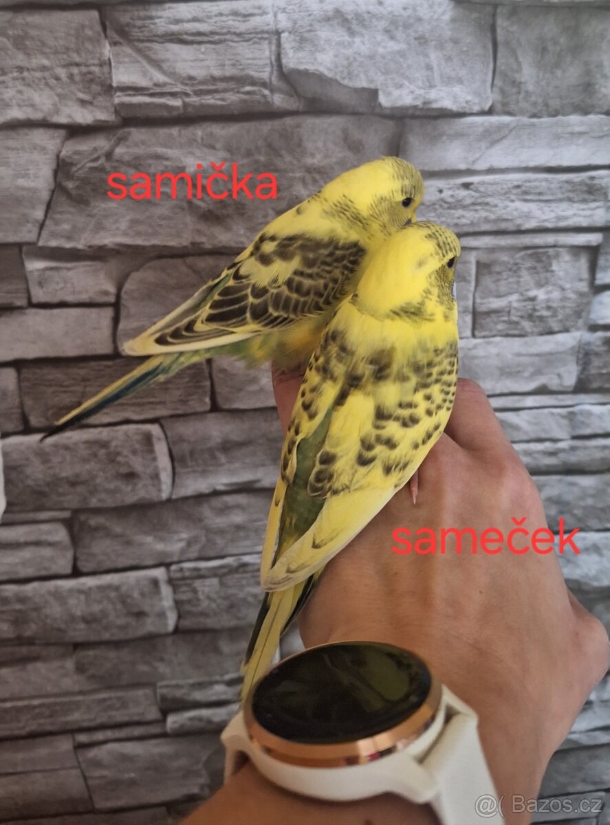 Ochočená andulka - 2