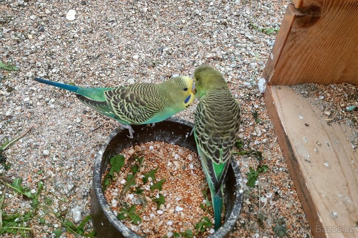 Andulka vlnkovaná - mláďata prodej - 2