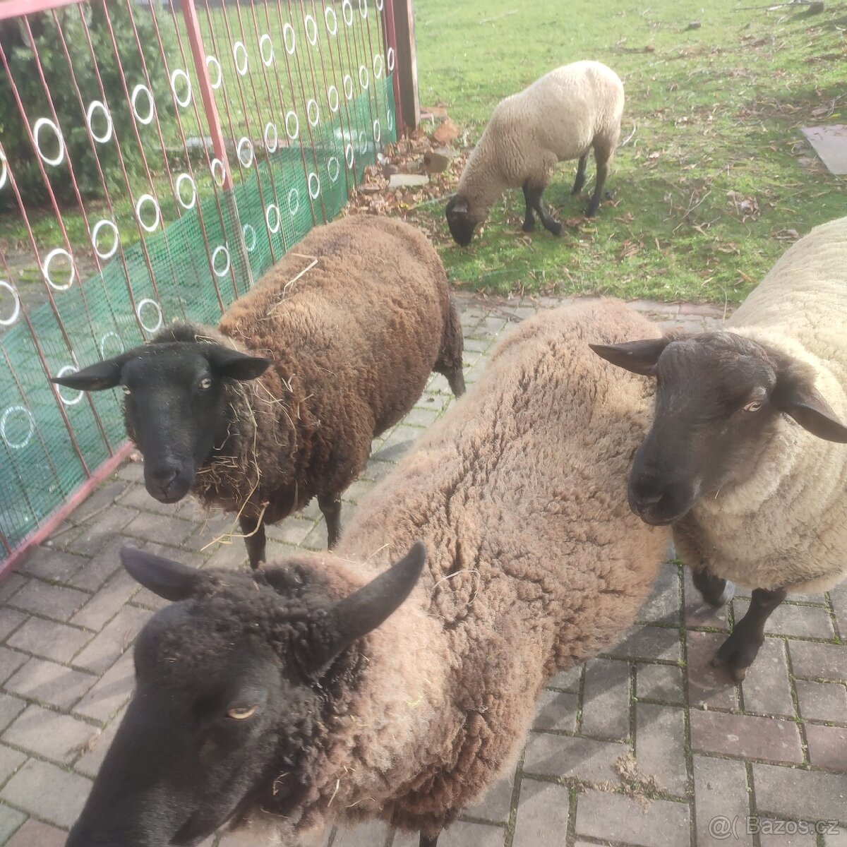 Sufolk 2 barany, 2 ovce Zwartbles - 2