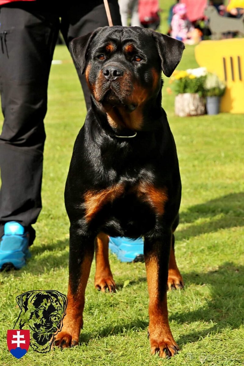 Rottweiler s PP Rotvajler s PP Štěňata rotvajlera s PP Štěňa - 2