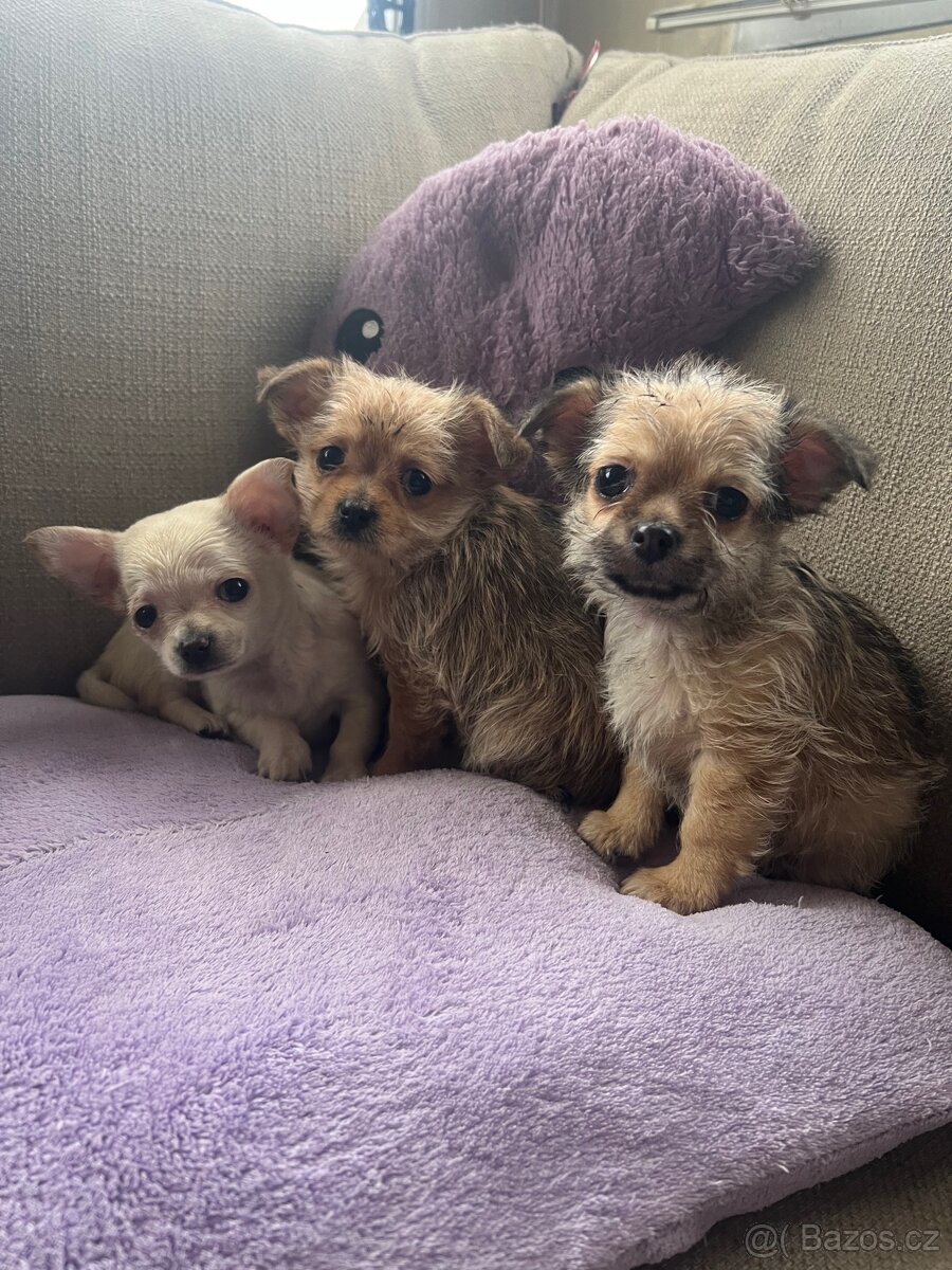 Štěňata Čivava křížená - 2