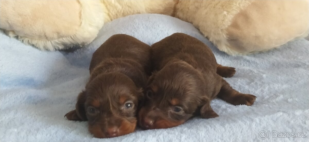 Jezevčík trpasličí dlouhosrstý - 2