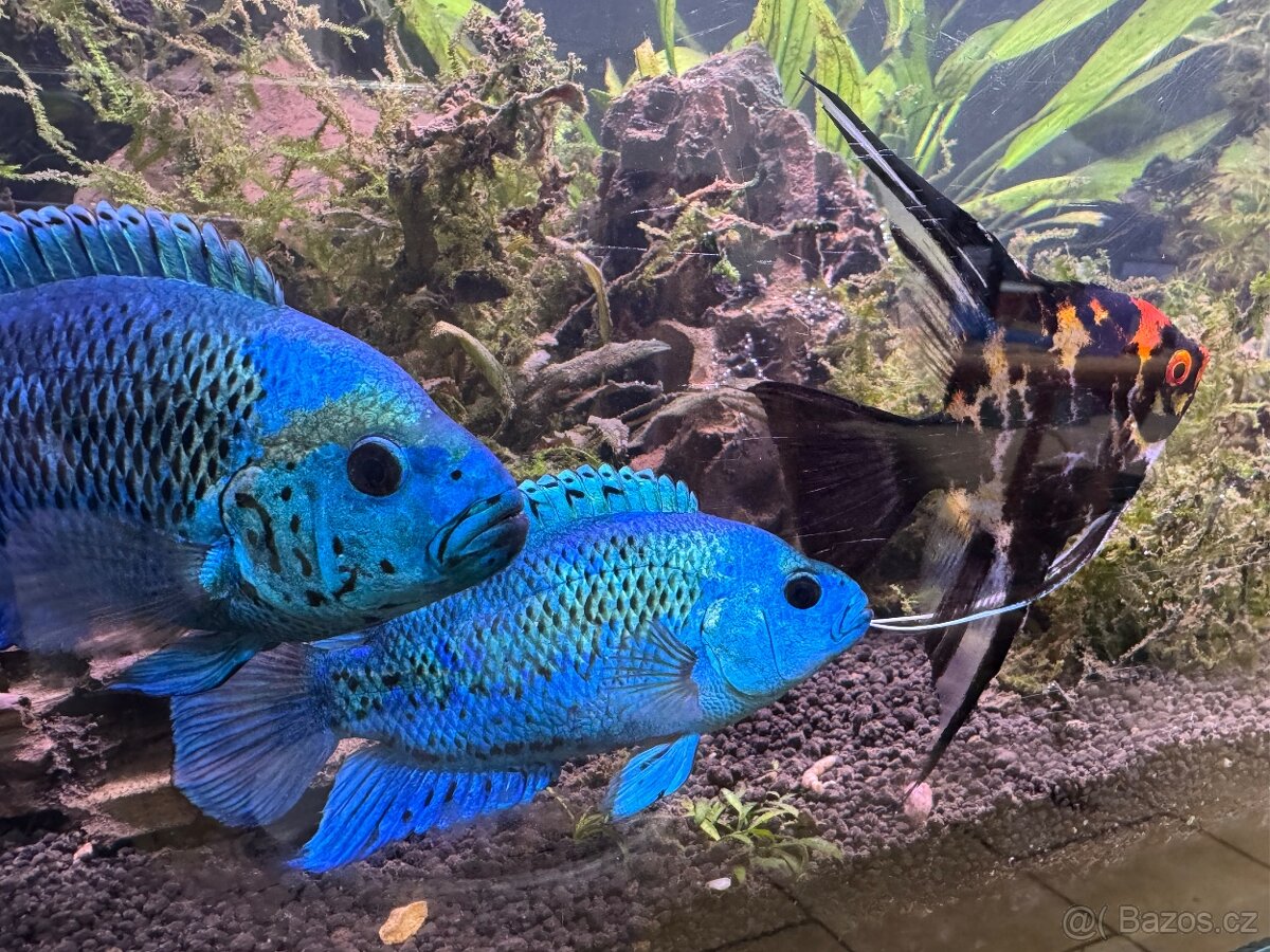 Electric Blue Dempsey - 2