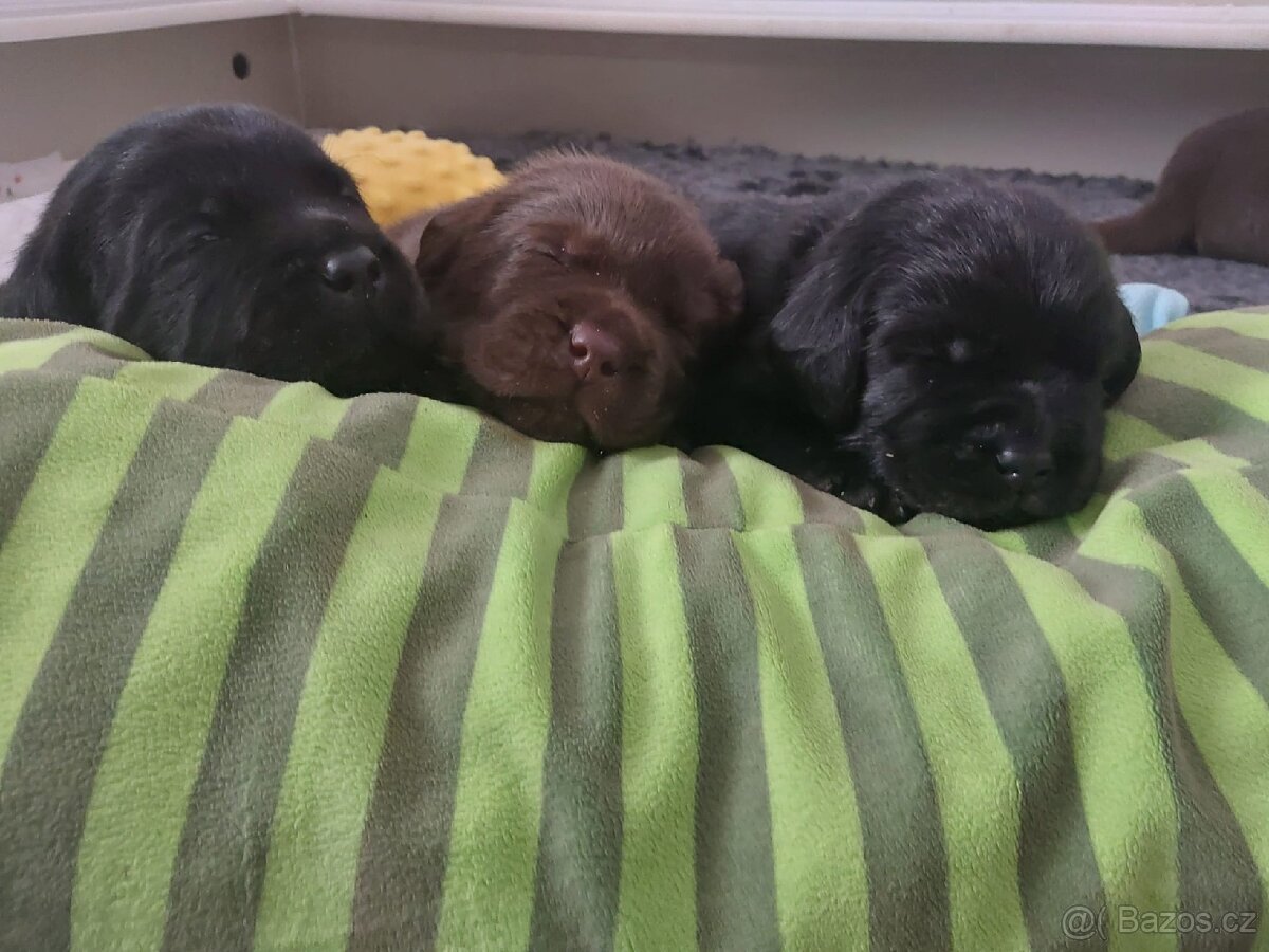Štěňátka labradora s PP - 2