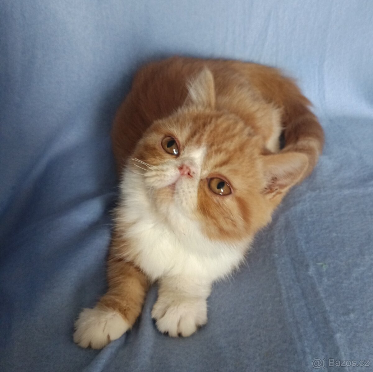 Perská a exotická koťátka s Pp - 2