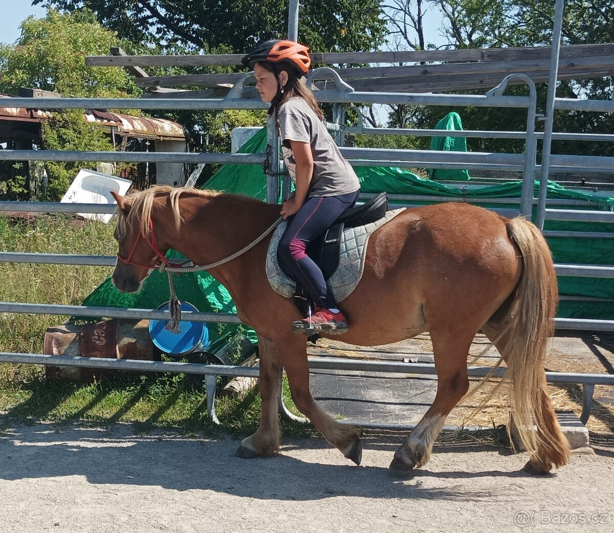 Prodám Welsh moutain pony - 2