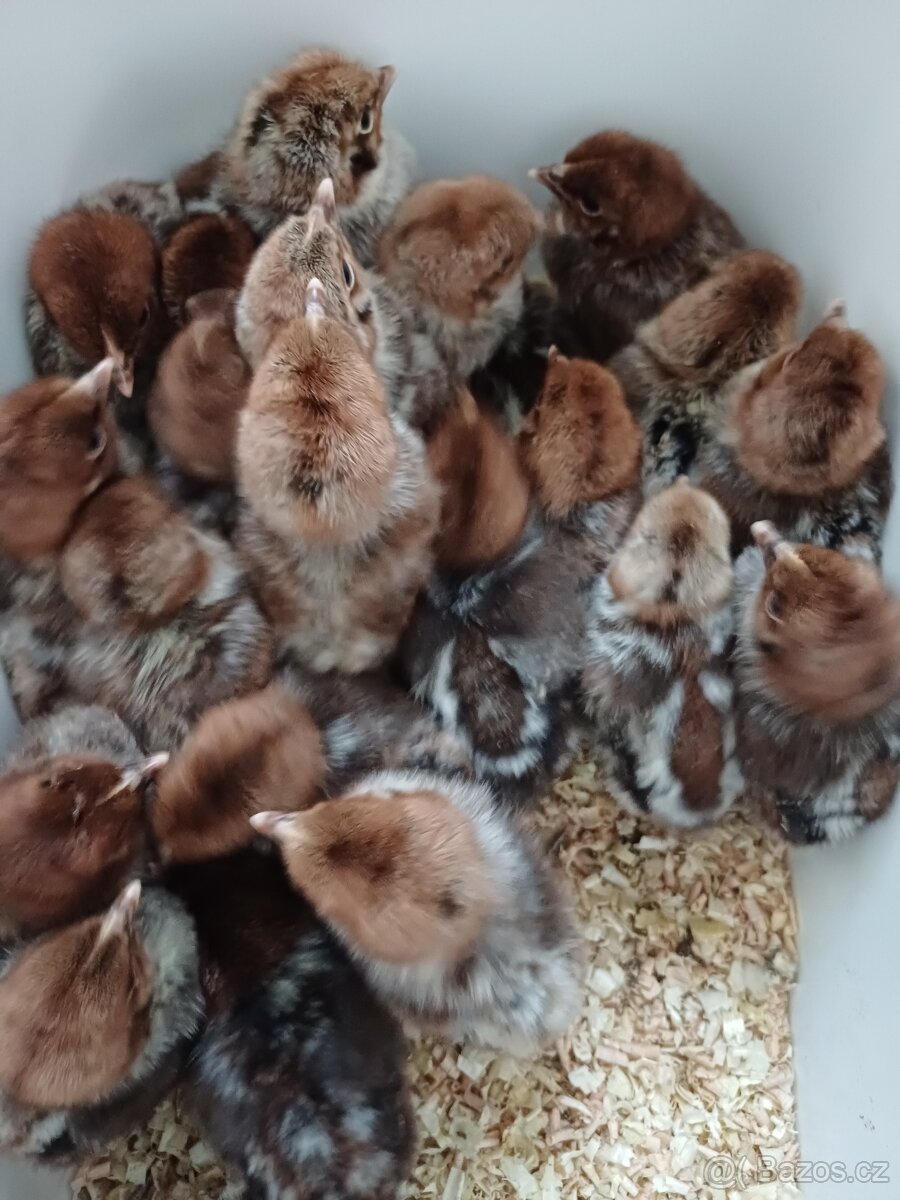 Kuřata brakelky stříbrne - 2