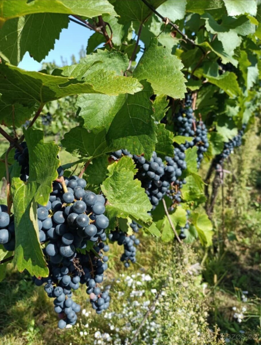 Prodám hrozny - 2