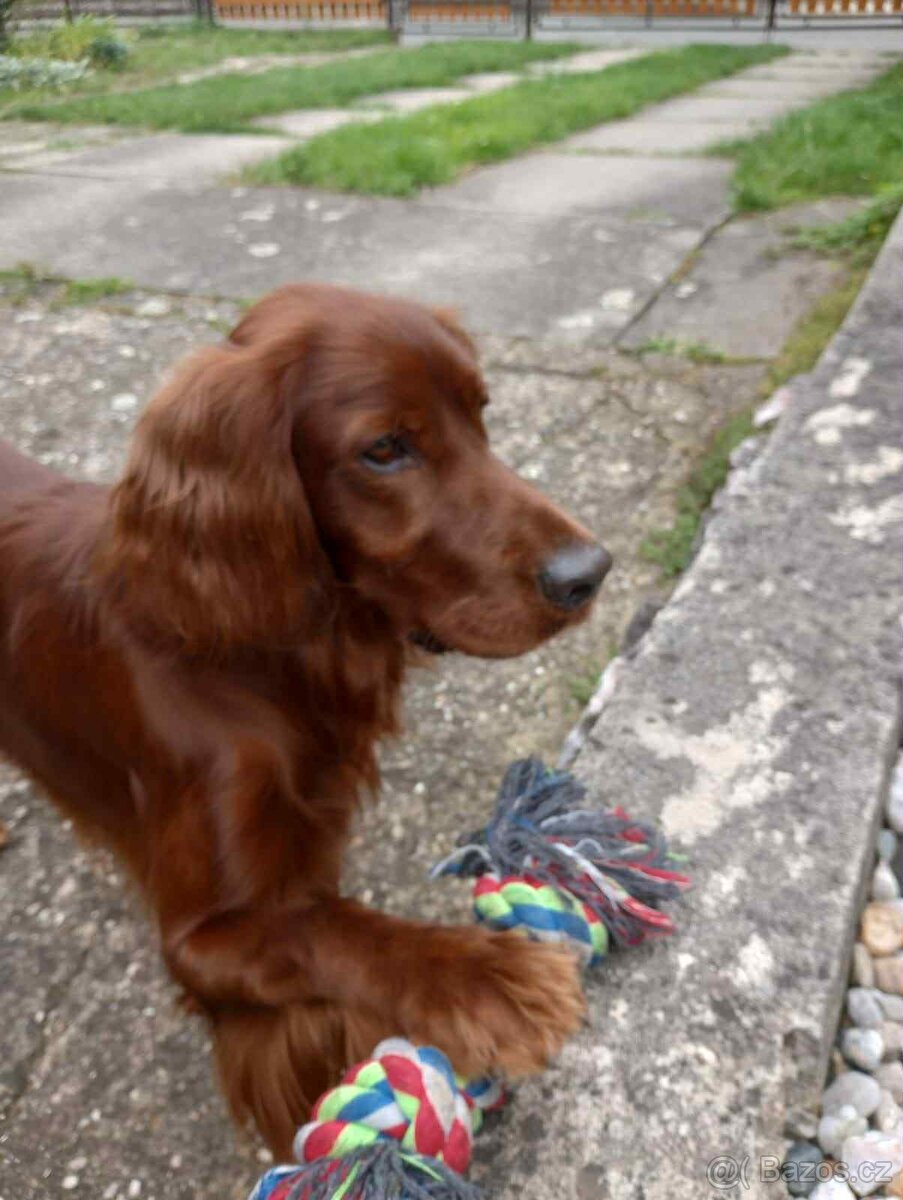 Irský setr - krytí - 2