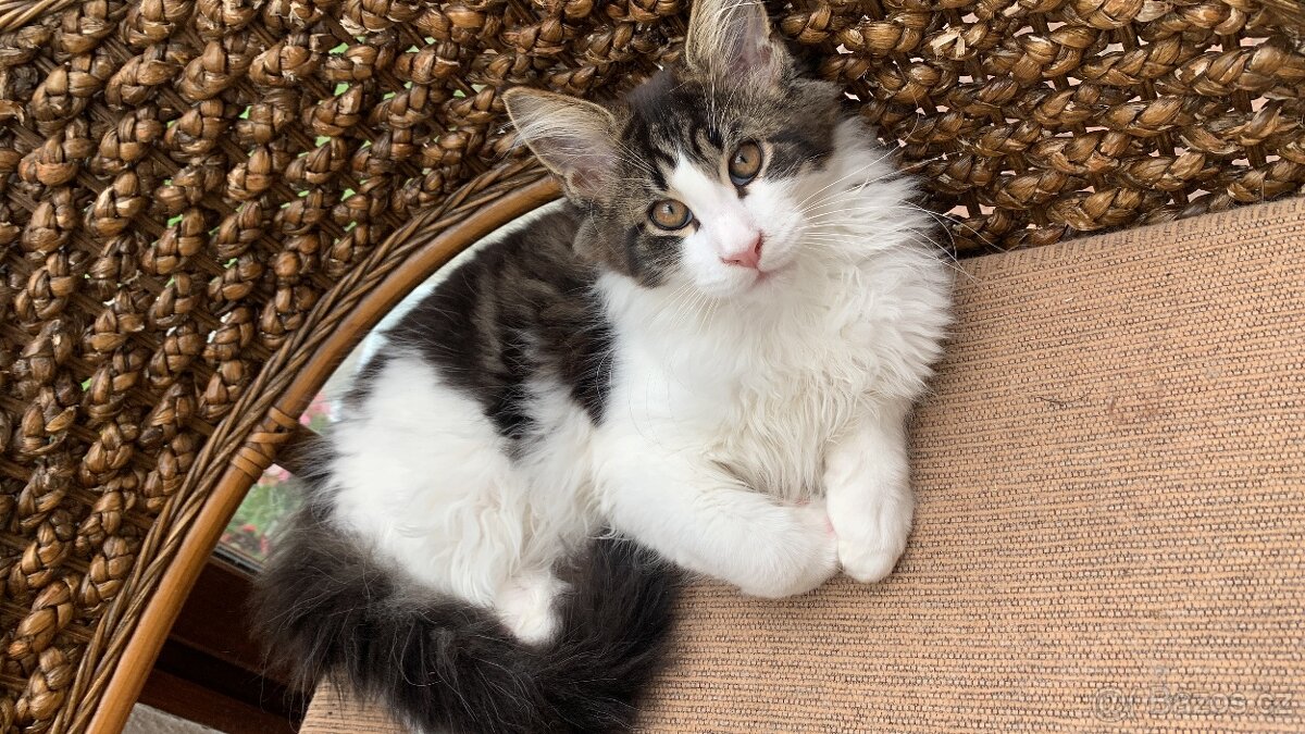 mainská mývalí kočka s PP - 5 měsíců - 2