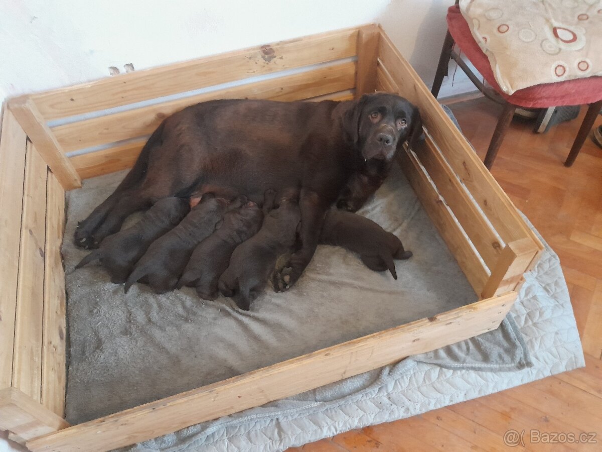 Labradorský retrívr - tmavě hnědá - 2