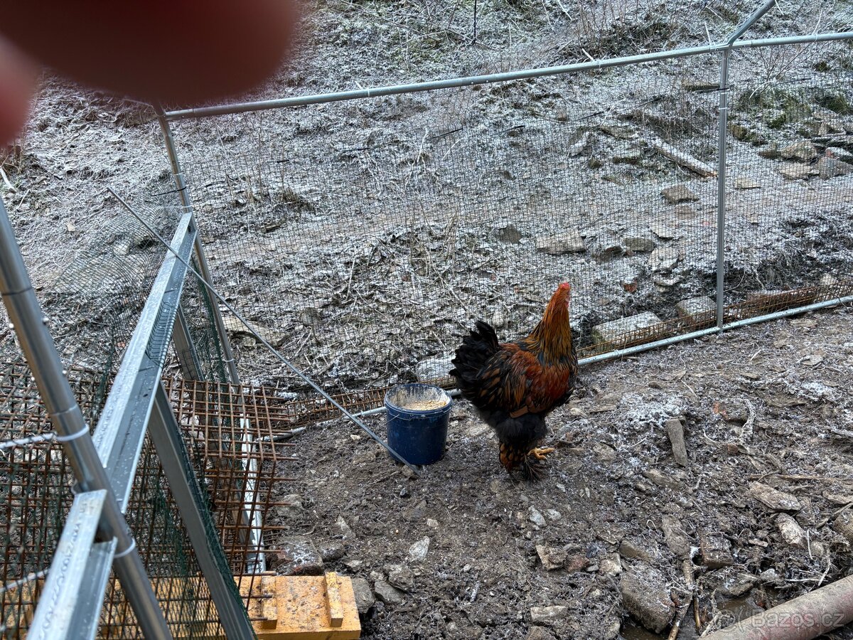 Prodám Brahmanka - 2