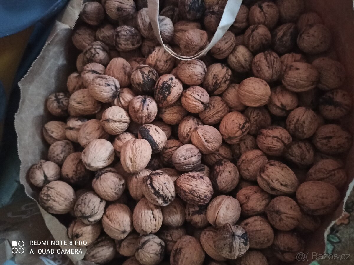 Prodám vlašské ořechy - 2