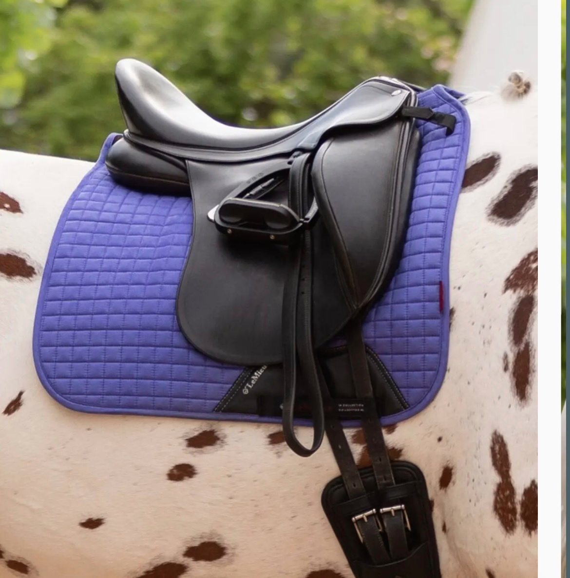 Dečka LeMieux Suede DR full - 2