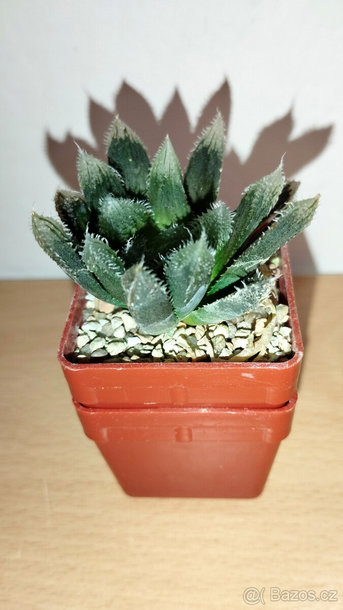 Haworthia 'chevagri' ( sukulent ) - 2