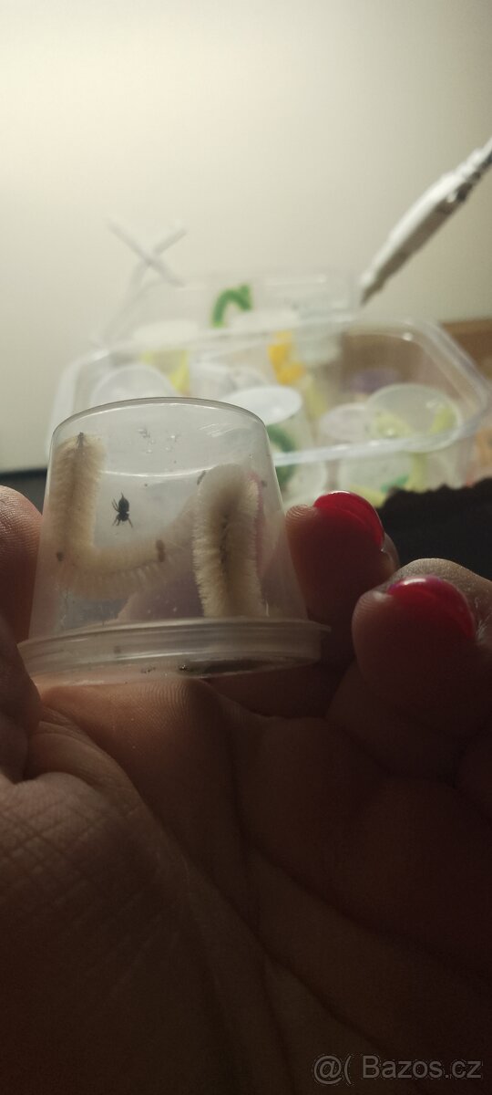 Philiddipus regius Everglades - 2