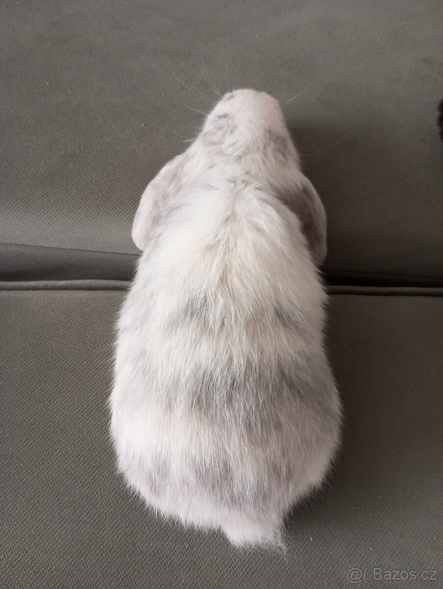 Zakrslý beránek králíček - 2