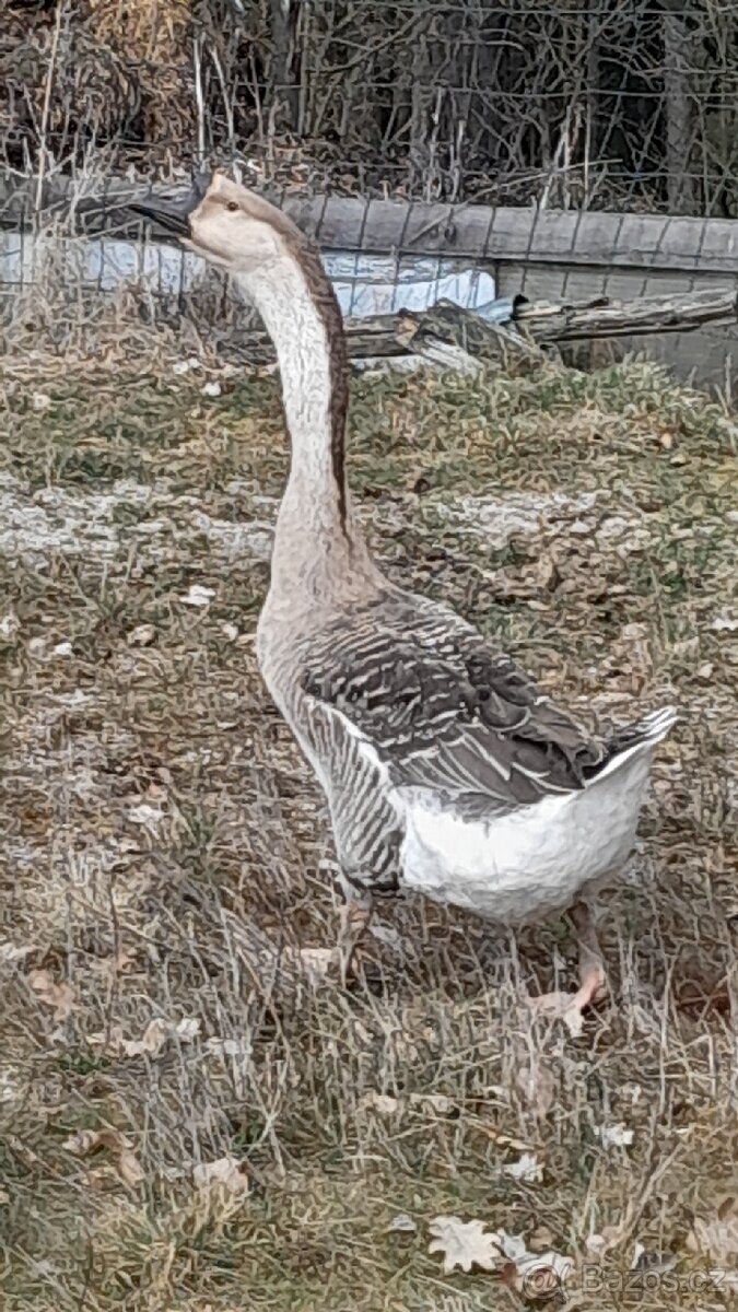 Prodám housera Husy labutí - 2