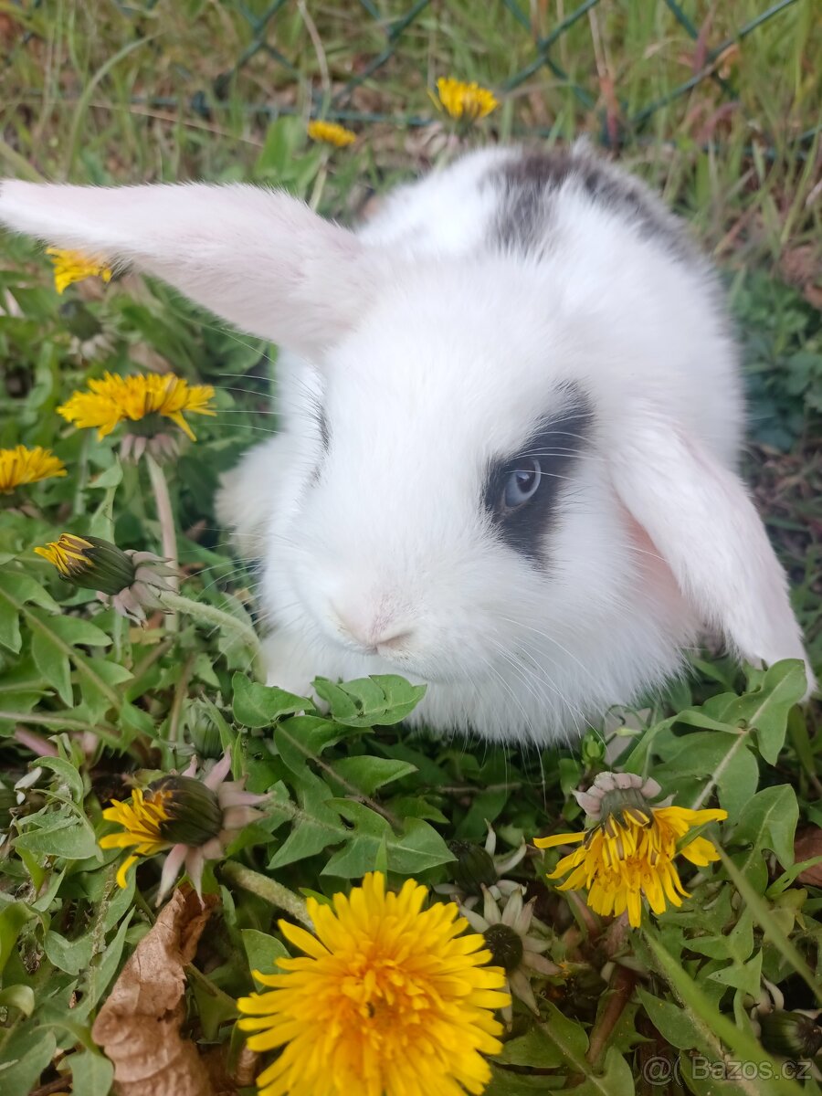 Zakrslý beránek - 2