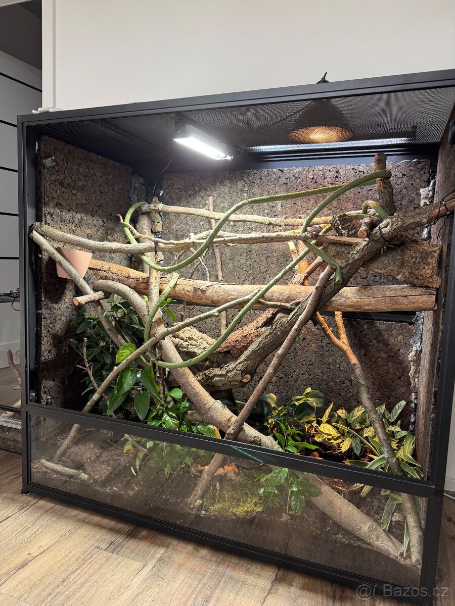 Varanus reisingeri - 2