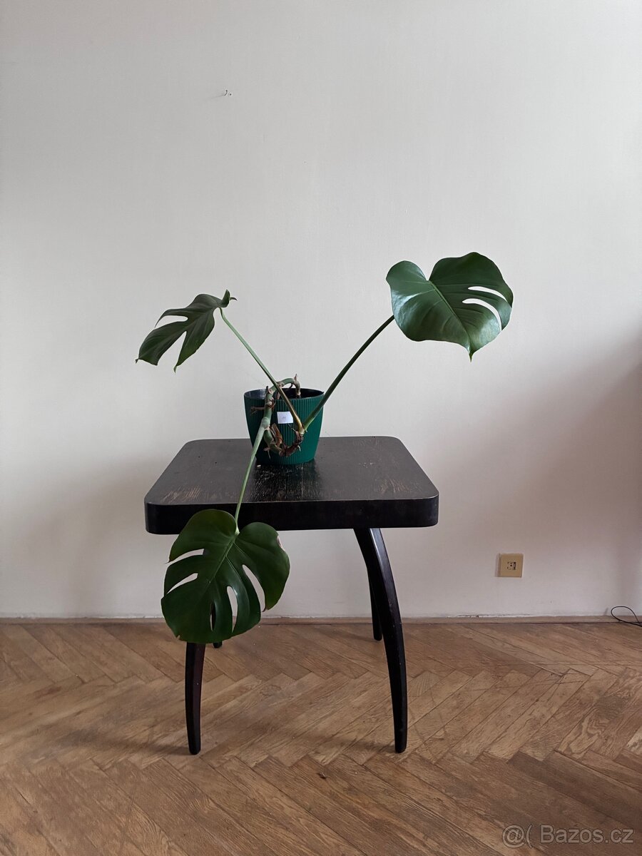 Menší monstera 11 - 2
