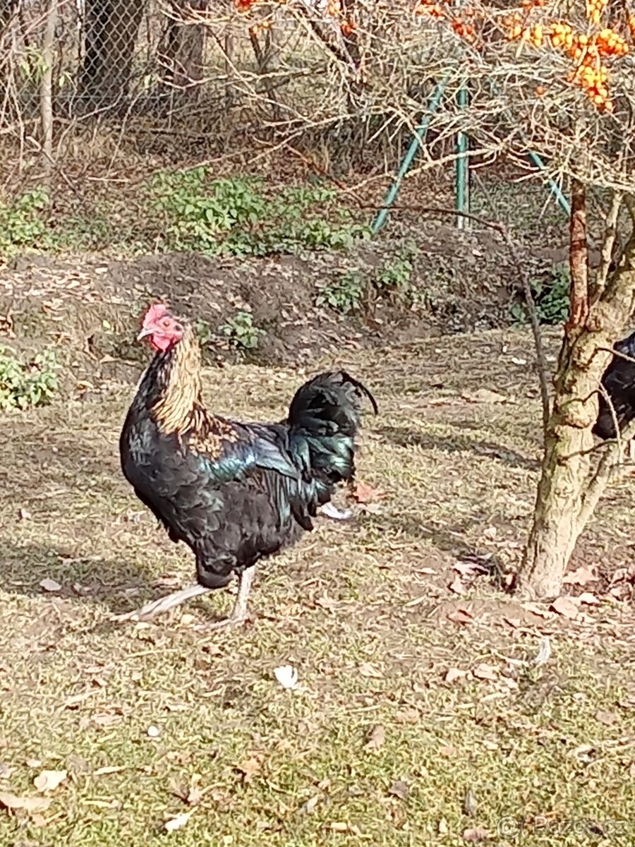 Letošní kohoutci - 2