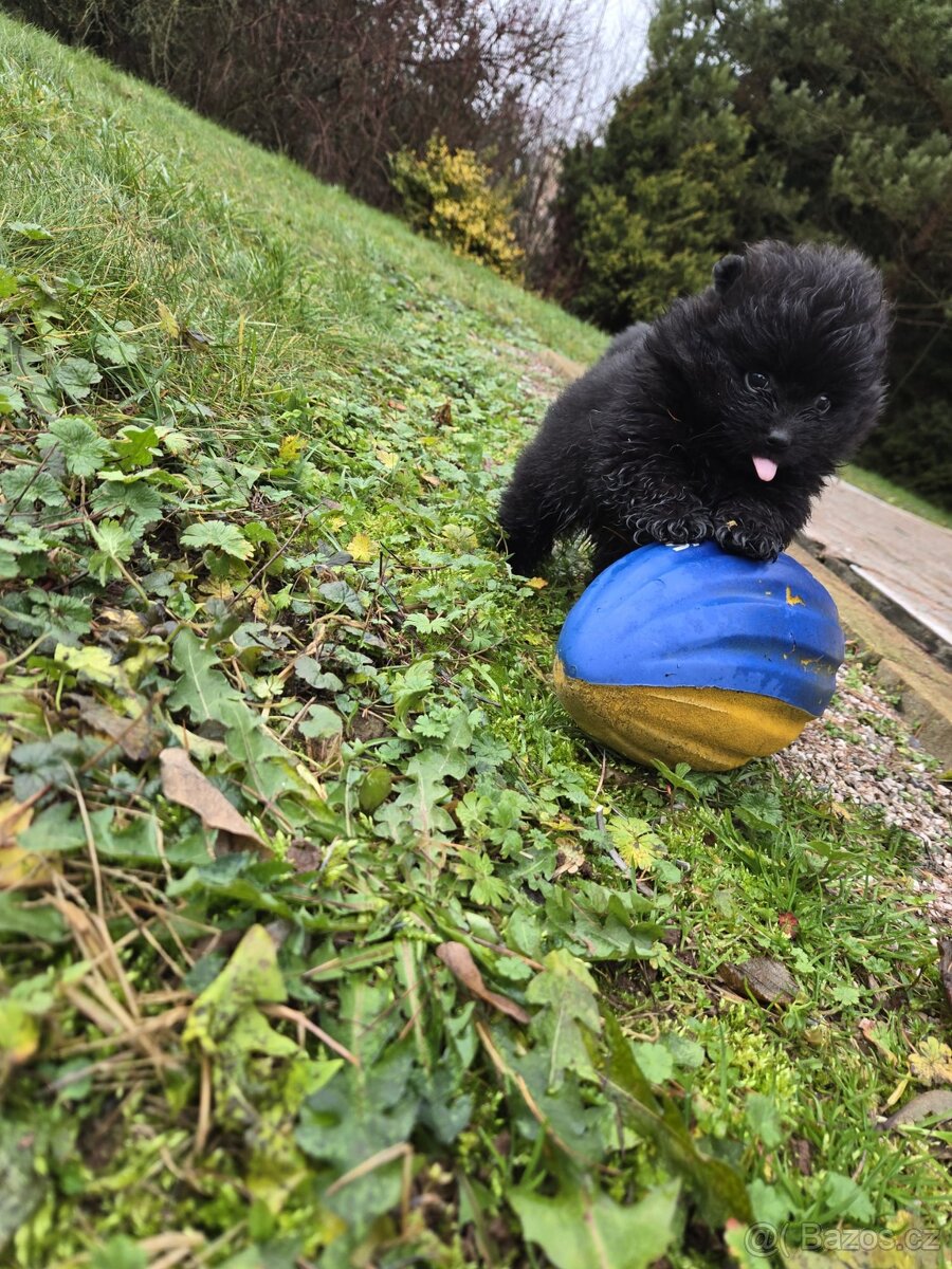 Německý špic pomeranian - 2