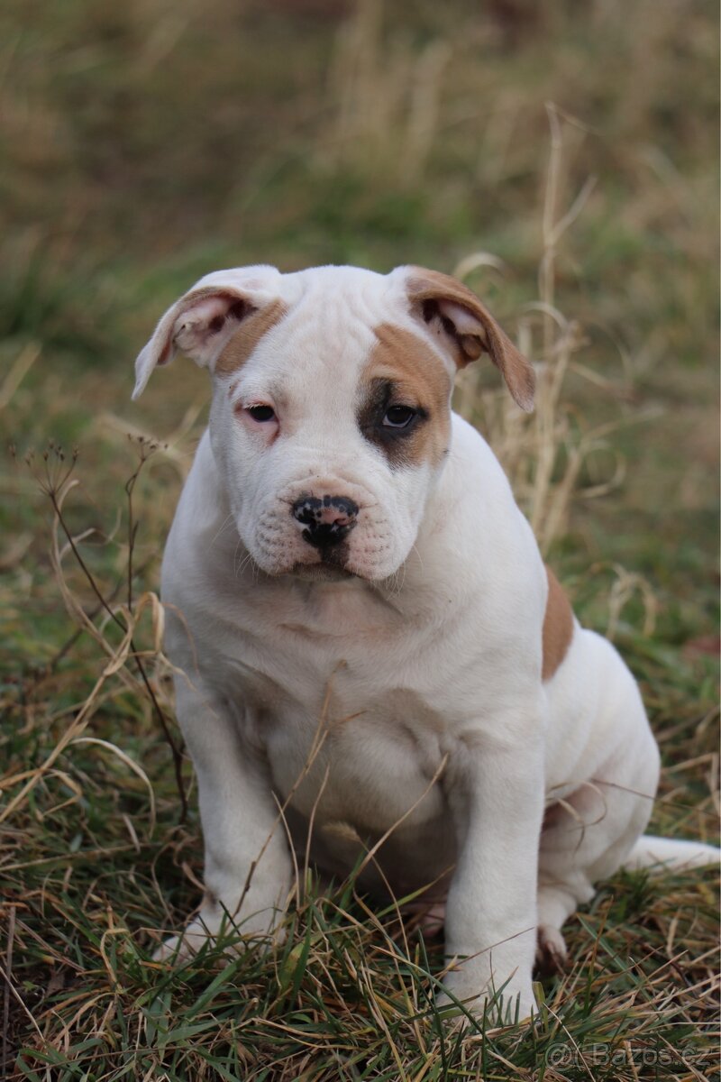 Americký stafordšírský teriér s PP pejsek CHAOS - 2