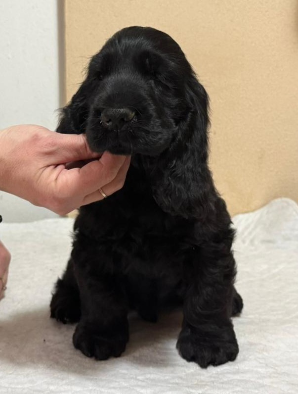 ANGLICKÝ KOKRŠPANĚL S PP - 2