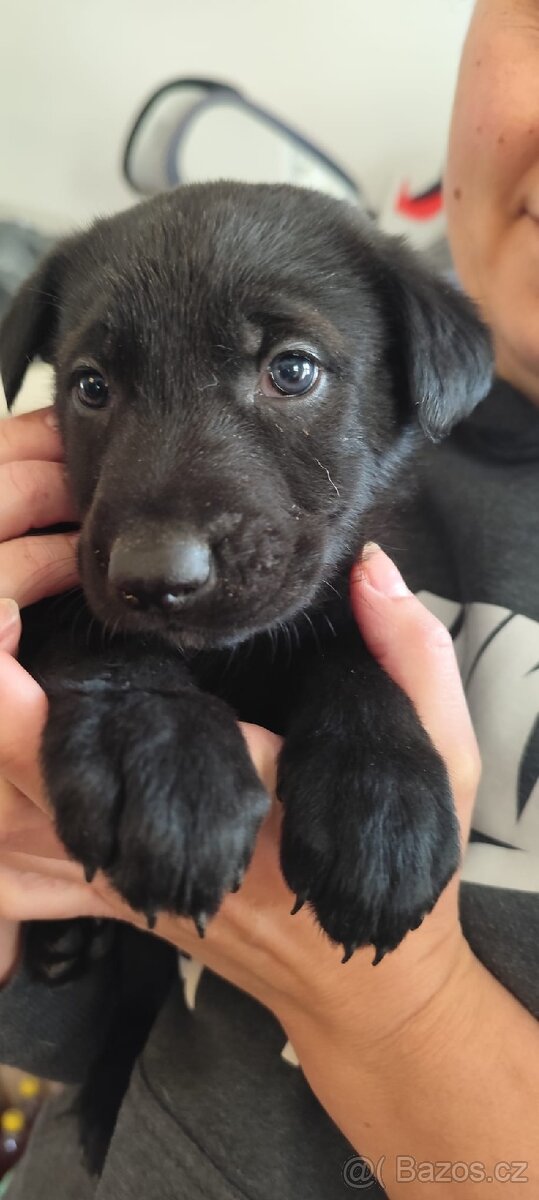 Štenata na prodej - 2