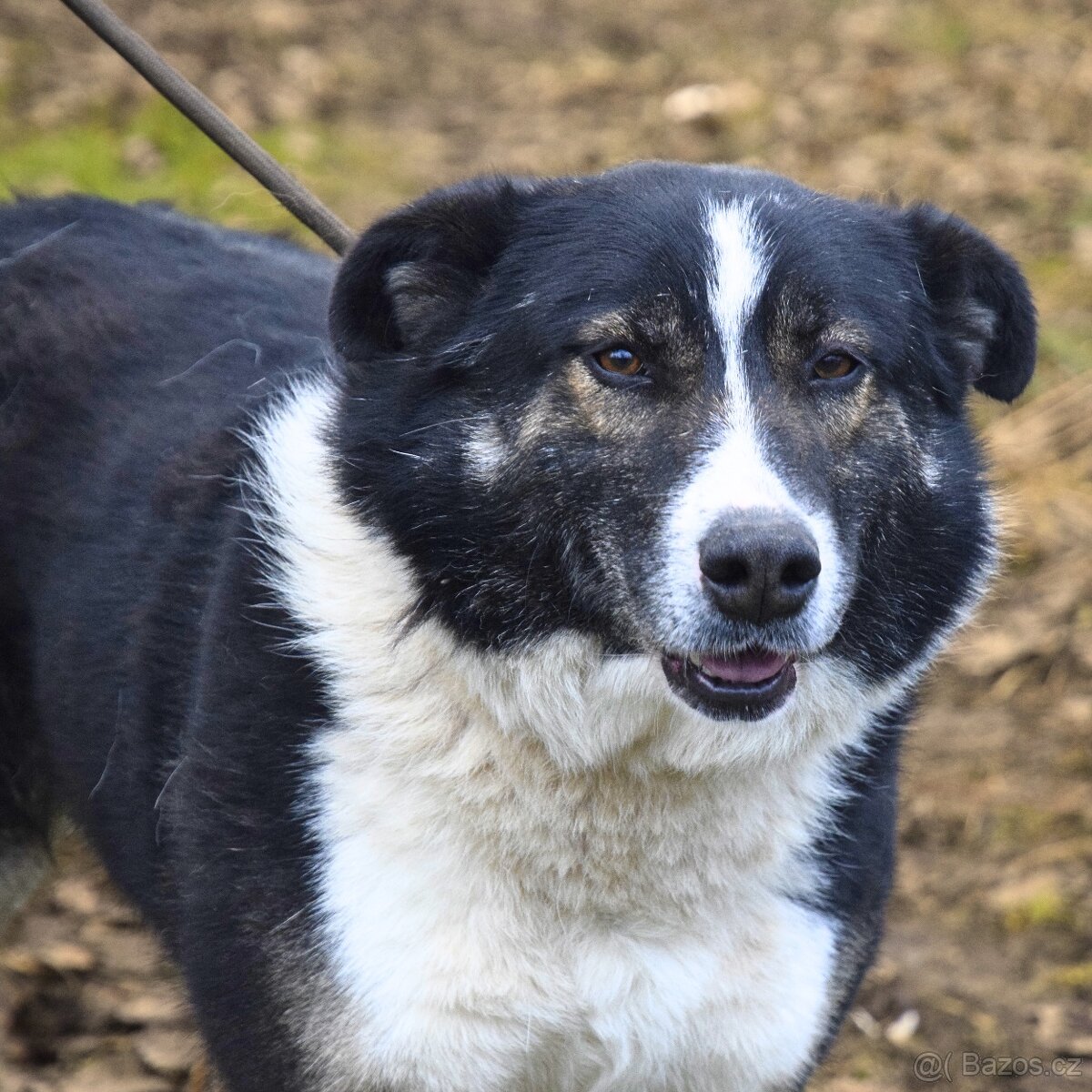 Gabby hledá domov - 2