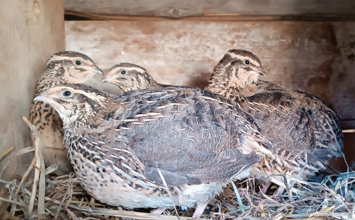 Prodám křepelky - 2