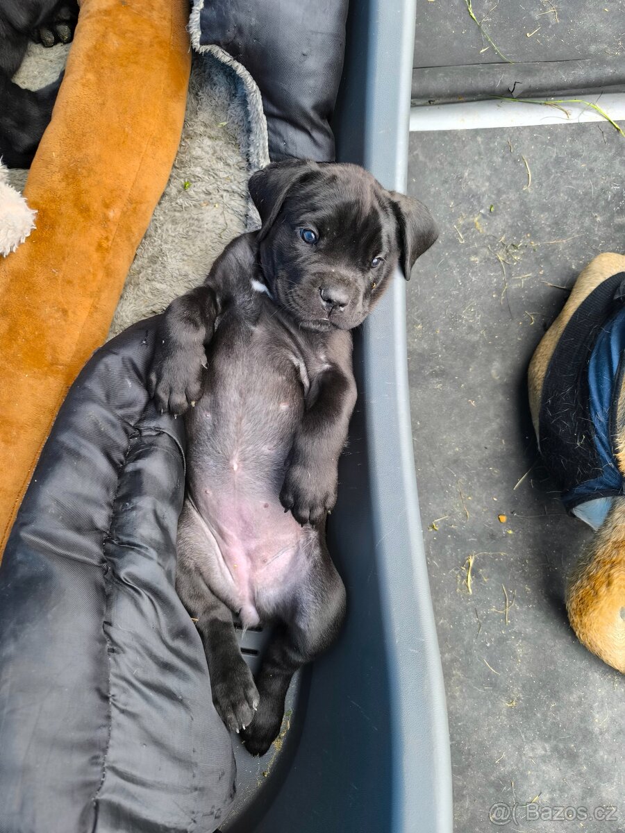 Cane Corso - 2