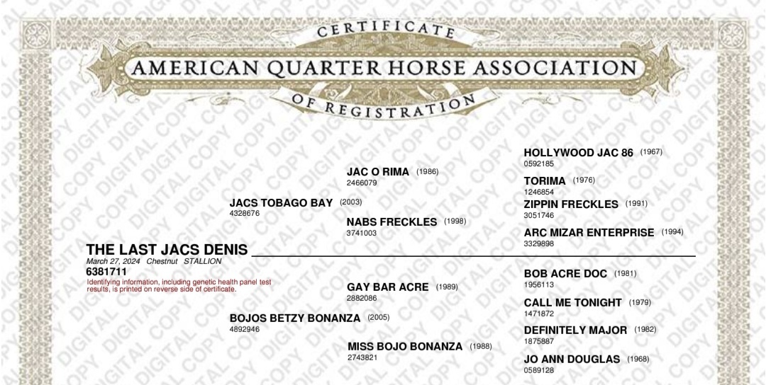 1,5 ročný žrebec AQH po JAC O RIMA - 2