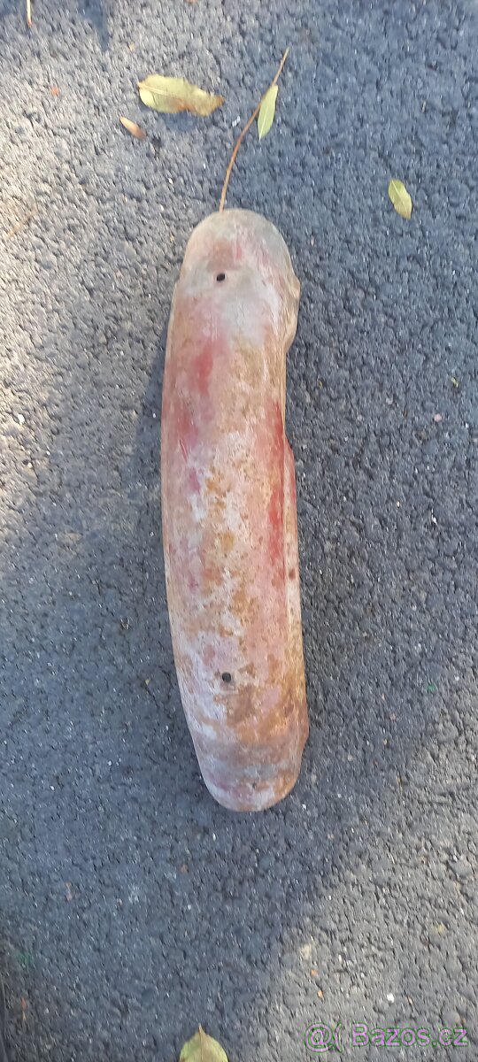 Blatník asi Jawa - 2