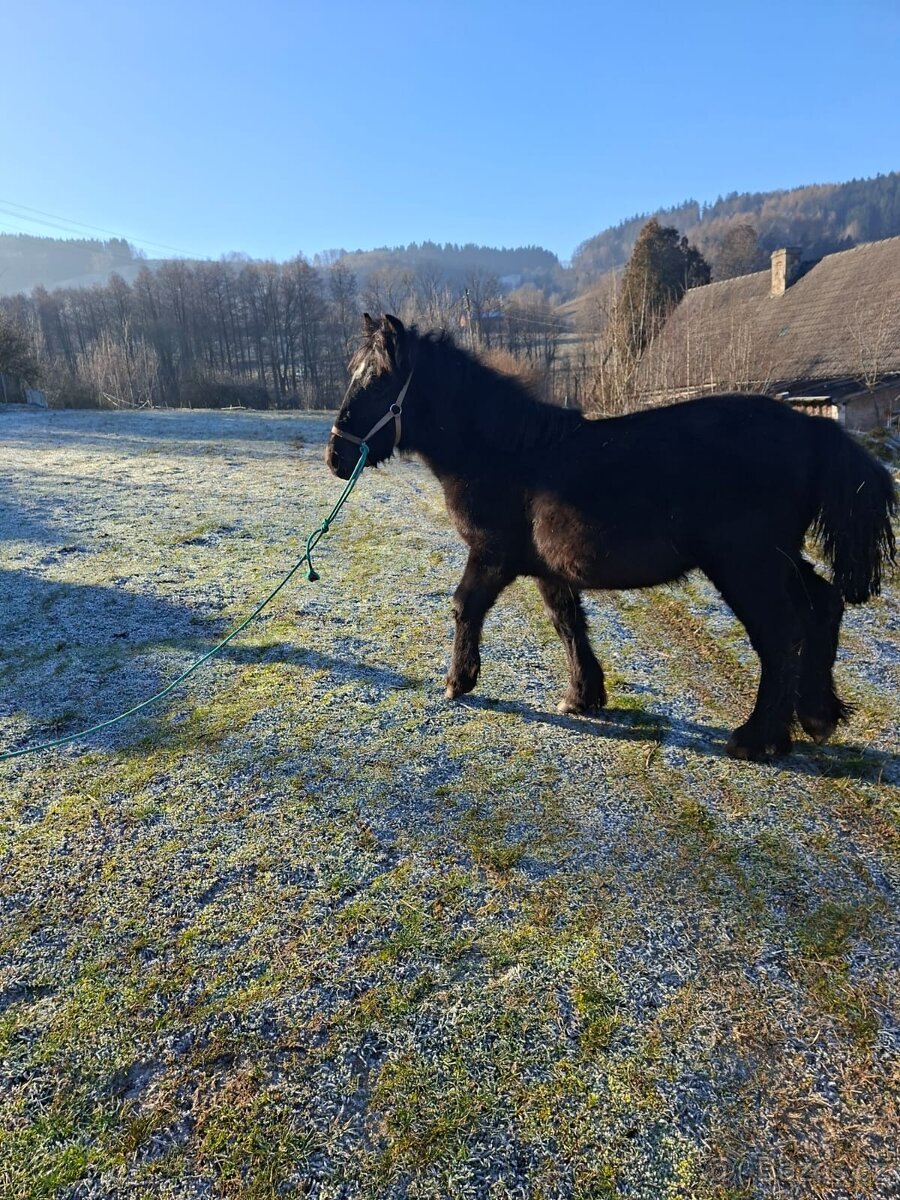 Černý hřebeček - 2