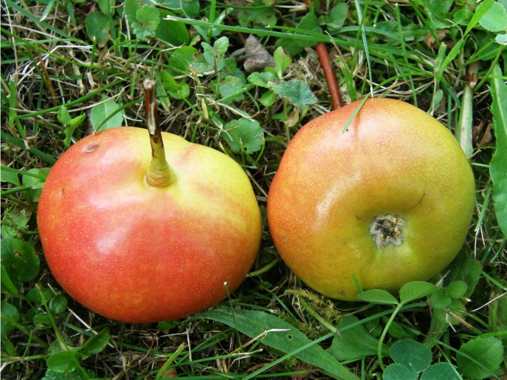 Koupím Hruškojeřáb ouškatý, stromek/sazenici/ plody - 2