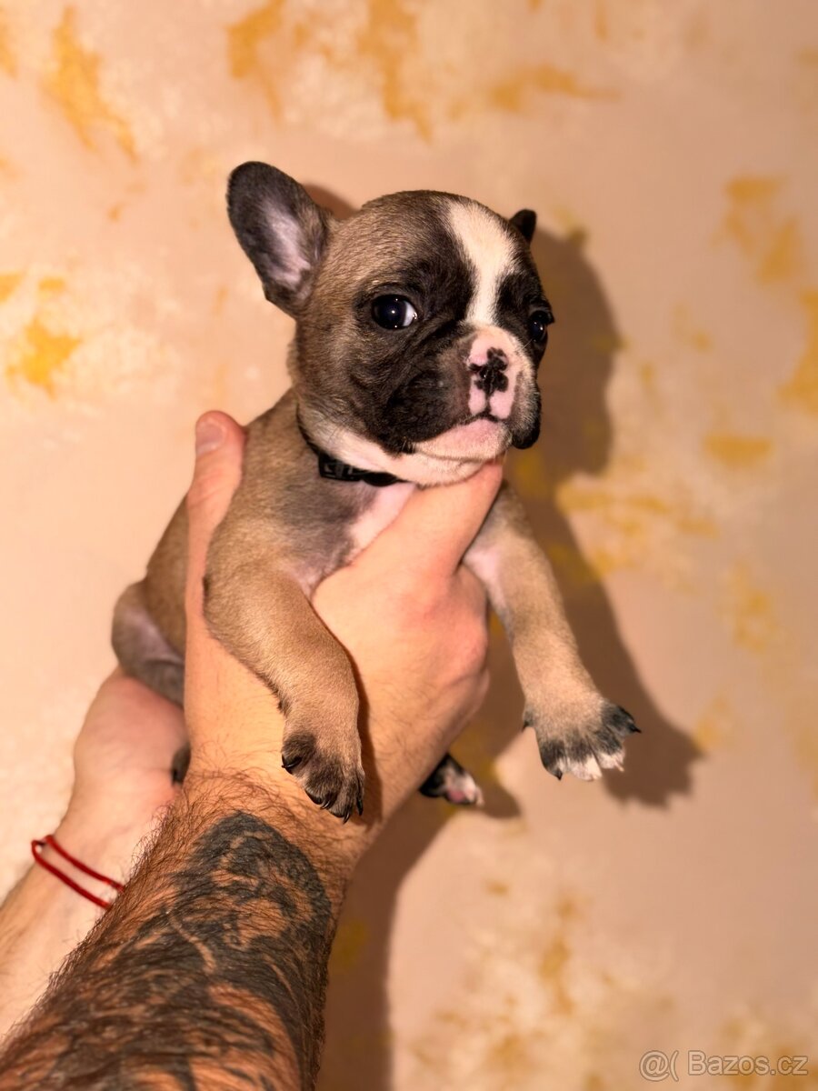 ❤️Francouzský buldoček❤️ - 2