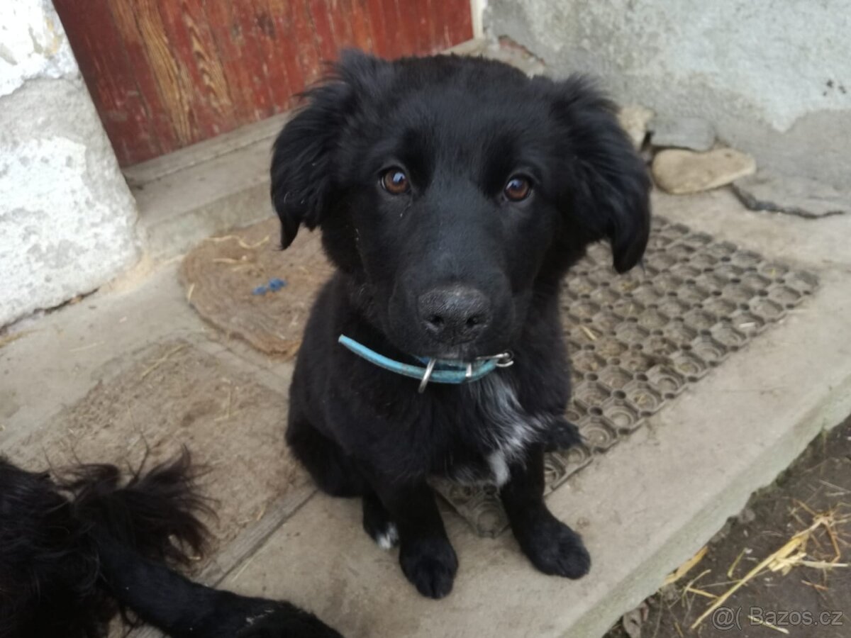 štěně kříženc - 2