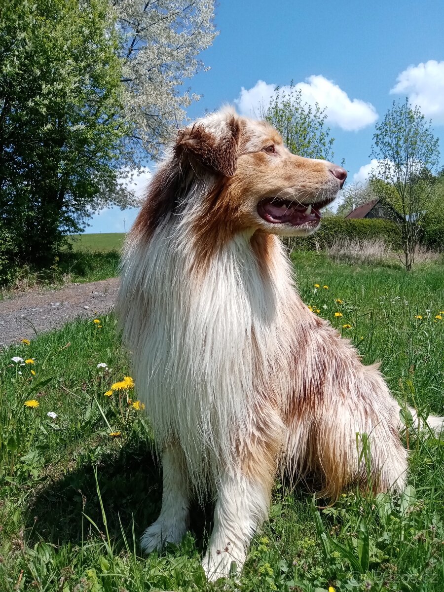 Krytí - Auo, Australský ovčák s PP - 2