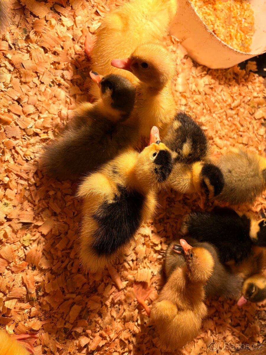 Káčátka - 2