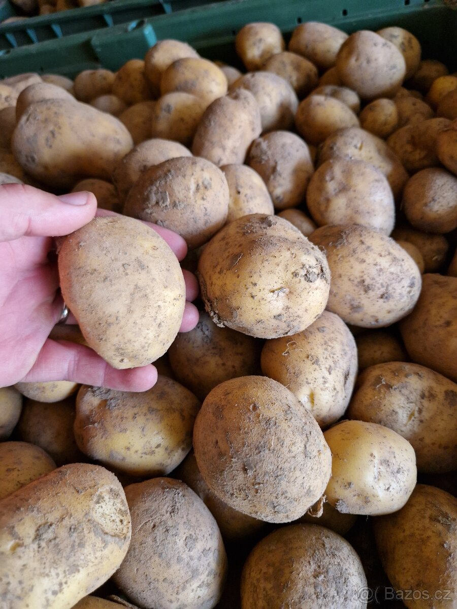 Prodám konzumní brambory - 2