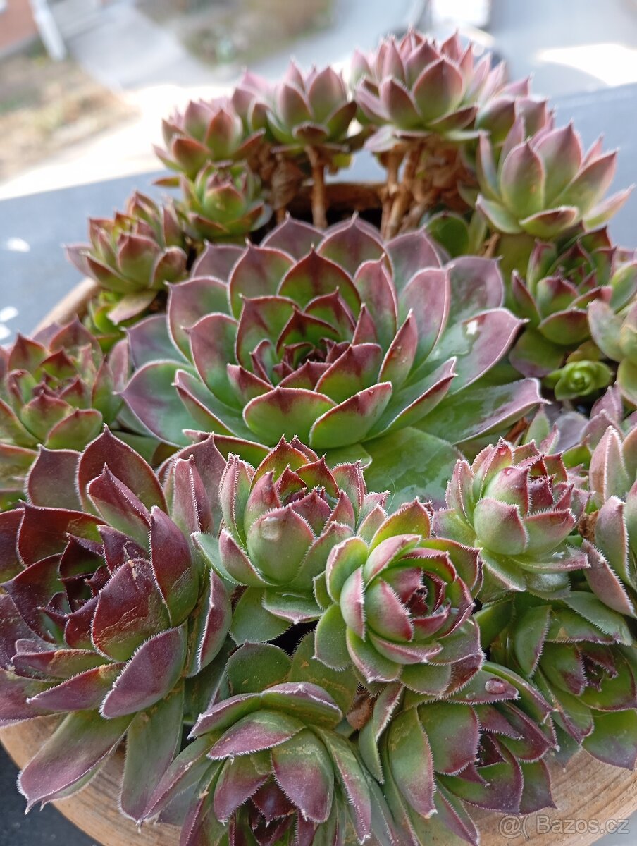 sazenice netřesků 5kč za kus,držáky na truhlíky,ačokča semen - 2