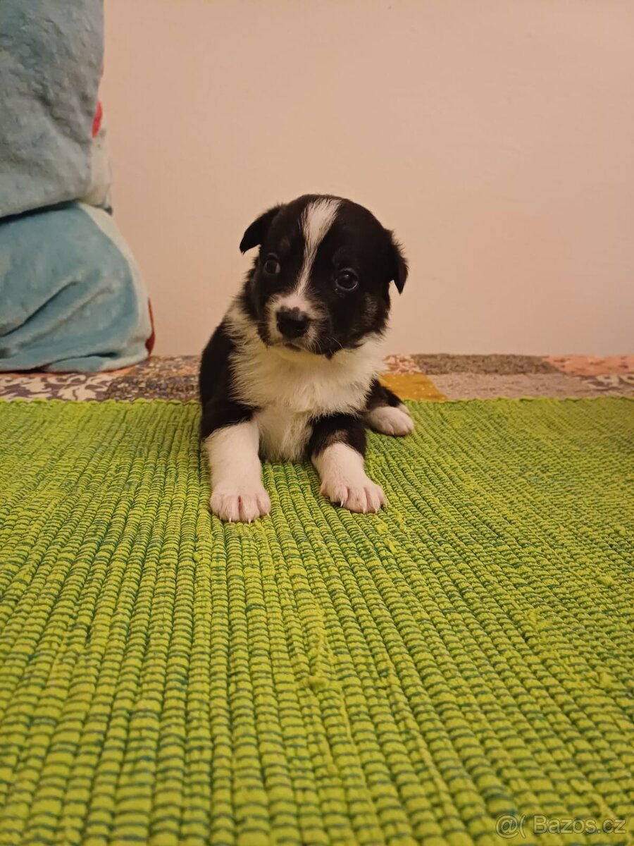 Štěňata bordercolie kříženci - 2